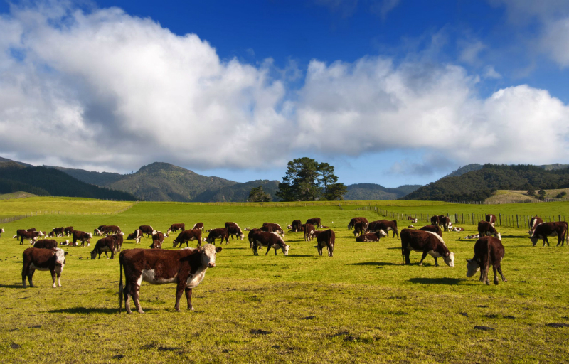 Homestead Lifestyle – 3 Tips for Buying Bull Calves For the First Time