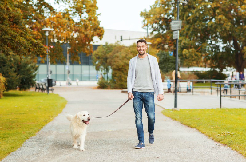 Why Hire a Dog Walker for Your Pooch in the New York City Area?