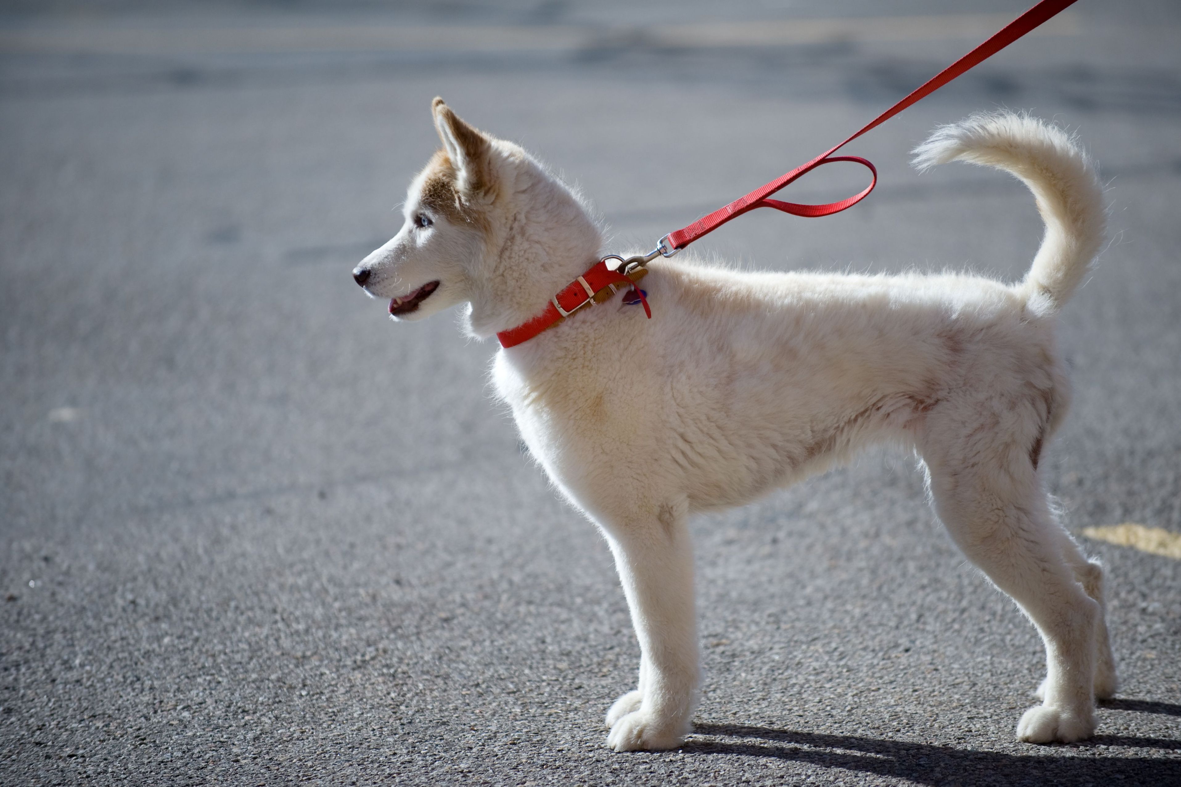 The Many Benefits of a Subscription Box for Your Dog or Puppy